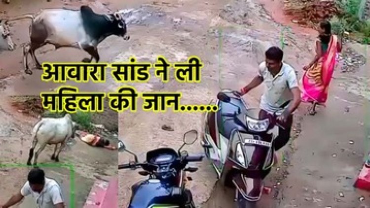 दो सांडों की लड़ाई बनी महिला की मौत की वजह, गांव की गली में हुआ हादसा, सीसीटीवी में कैद दर्दनाक घटना, वीडियो वायरल