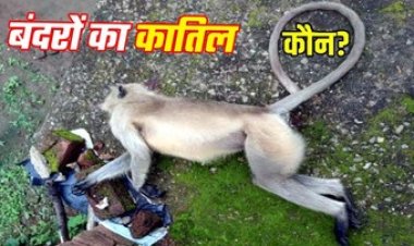बंदर की एयर गन से गोली मारकर हत्या, वन्य प्रेमियों में आक्रोश, जांच में जुटी वन विभाग की टीम, कातिल की तलाश जारी