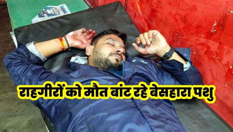 नेशनल हाईवे पर मवेशियों की वजह से फिर हादसा, कुत्ते को देख बिगड़ा बैलेंस, मवेशी से टकराई बाइक, युवक की मौत;, एक गंभीर घायल