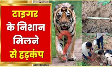 खेत-खलिहानों में मिली शेर की आहट, बड़े पंजों के निशान दिखने के बाद तलाश में जुटा वन विभाग, ग्रामीणों से सतर्क रहने की अपील