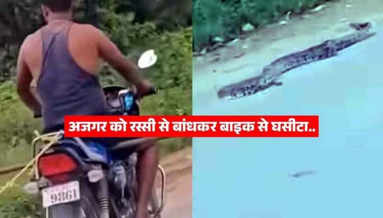 रस्सी से बंधे अजगर को बाइक पर खींचते युवक का वीडियो वायरल, कई किलोमीटर तक घसीटा, सोशल मीडिया पर गुस्से की लहर