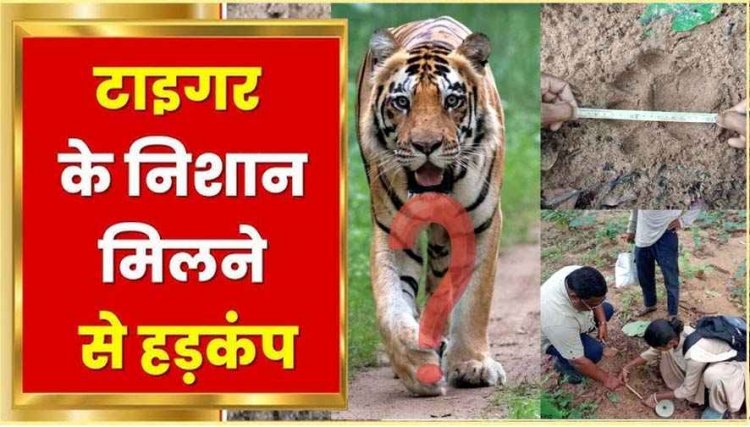 खेत-खलिहानों में मिली शेर की आहट, बड़े पंजों के निशान दिखने के बाद तलाश में जुटा वन विभाग, ग्रामीणों से सतर्क रहने की अपील