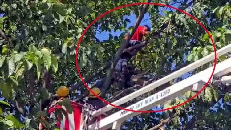 पेड़ पर चढ़ी महिला, मचा बवाल, भीड़ में खड़े टुवक ने ढाई घंटे की कड़ी मशक्कत के बाद किया रेस्क्यू, संजय की बहादुरी देख लोग कर रहे तारीफ