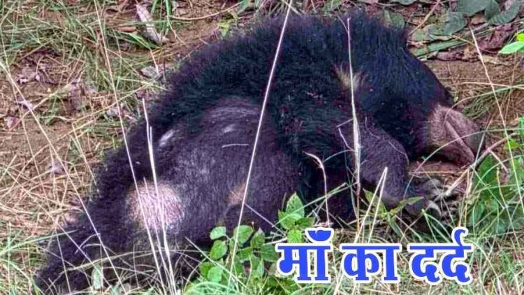 दिल दहला देने वाला नजारा, अज्ञात वाहन की ठोकर से रीछ के शावक की मौत, सड़क किनारे शव के पास सुबह तक बैठी रही मादा भालू