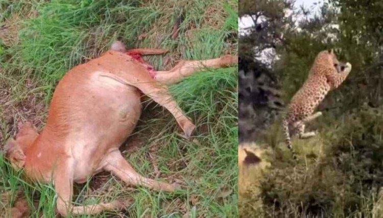 पाण्डुका में तेंदुए का आतंक, खेत में तेंदुआ ने किया गाय का शिकार, गौवंश की ले ली जान, फैली सनसनी. ग्रामीणों में दहशत का माहौल