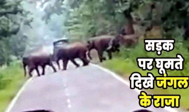 गरियाबंद हाईवे पर हाथियों का रोमांचक जुलूस राहगीरों ने थामी सांस, जंगल के दिग्गज बने ट्रैफिक मास्टर, ग्रामीणों में दहशत, वीडियो वायरल