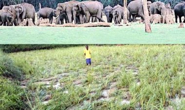 मैनपुर क्षेत्र के जंगल में जंगली हाथियों का कहर जारी, शाम होते ही डर के कारण नहीं निकल रहे घरों से ग्रामीण, 50 हजार प्रति एकड़ मुआवजा की मांग
