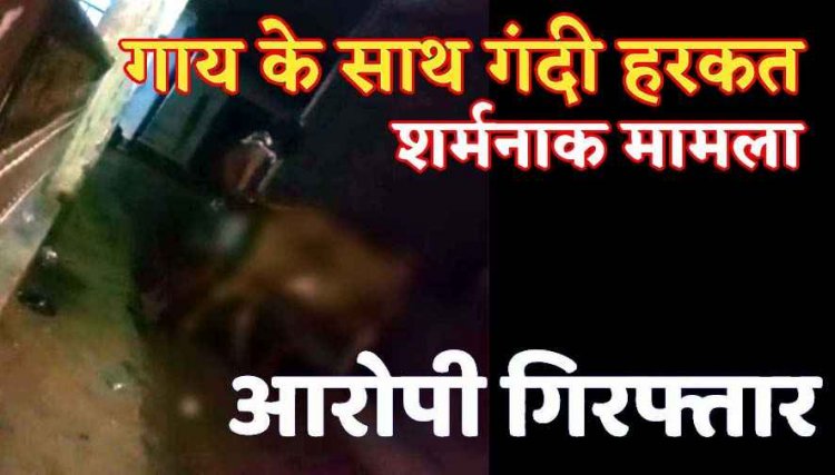 इंसानियत को शर्मसार करने वाली वारदात, गाय के साथ अप्राकृतिक कृत्य, वीडियो वायरल, पुलिस ने आरोपी को गिरफ्तार कर भेजा जेल