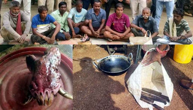 अवैध कटाई और घटते जंगल के चलते वन्य प्राणियों की खतरे में जान, जंगली वराह का शिकार, वन मंडल स्तरीय उड़न दस्ता ने पकड़े आठ आरोपी