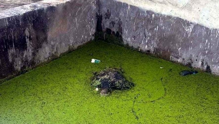 पानी से भरे टैंक में मिला दो दिन से लापता युवक का शव, मौके पर पहुंची फोरेंसिक टीम, इलाके में फैली सनसनी, जांच में जुटी पुलिस