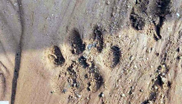 पांडुका रेज में दिखा बाघ के पंजे का निशान, ग्रामीणों ने सुबह-सुबह देखा जंगल का राजा, हाथियों संग बढ़ा रोमांच, वन विभाग ने गांवों में जारी किया हाई अलर्ट