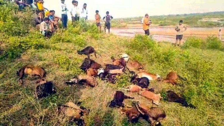 महानदी तट पर आकाशीय बिजली गिरने से 27 बकरीयों की मौत, 7 घायल, मौसम विभाग ने जारी किया अलर्ट, संकट में 3 परिवारों की आजीविका