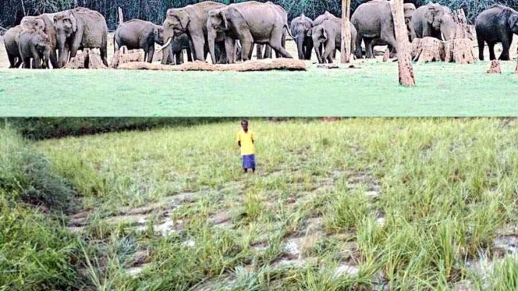 मैनपुर क्षेत्र के जंगल में जंगली हाथियों का कहर जारी, शाम होते ही डर के कारण नहीं निकल रहे घरों से ग्रामीण, 50 हजार प्रति एकड़ मुआवजा की मांग