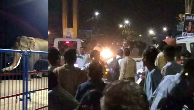 पहली बार रिहायशी इलाके में कलेक्ट्रेट तक दंतैल हाथी की अचानक एंट्री, कई गांवों में अलर्ट जारी, लोगों में दहशत का माहौल