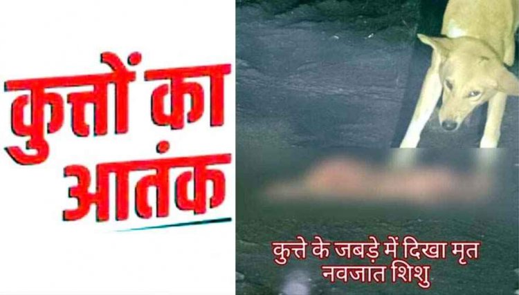 दिल दहला देने वाली घटना, आवारा कुत्ते के जबड़े में दिखा मृत नवजात शिशु, मचा हड़कंप, सोशल मीडिया में वीडियो जमकर वायरल