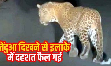 नेशनल हाईवे 130 सी धवलपुर के पास सड़क में दिखा तेंदुआ, इधर कुत्ते ने डेढ़ साल के मासूम को नोचा, लहूलुहान देखकर बिलख पड़ी मां