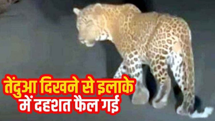 नेशनल हाईवे 130 सी धवलपुर के पास सड़क में दिखा तेंदुआ, इधर कुत्ते ने डेढ़ साल के मासूम को नोचा, लहूलुहान देखकर बिलख पड़ी मां