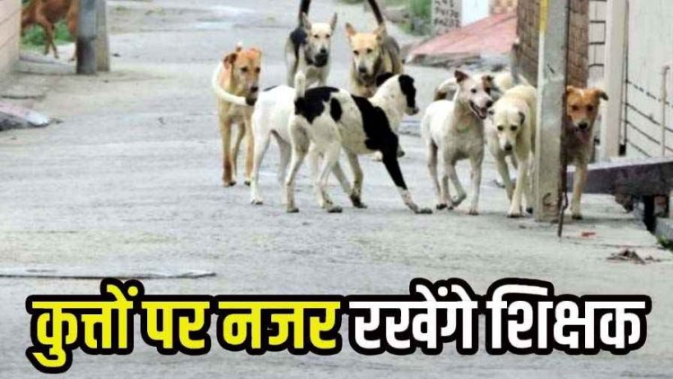 छत्तीसगढ़ में अब आवारा कुत्तों पर नजर रखने स्कूल प्रिंसिपल की ड्यूटी, आवारा कुत्ते अब शिक्षकों के हवाले, DPI ने जारी किया आदेश