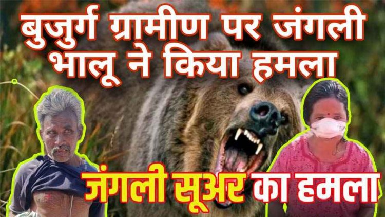 महिला पर जंगली सूअर ने किया जानलेवा हमला, दरलीपारा में भालू का कहर, हाथियों ने की फसलें बर्बाद, किसानों ने की मुआवजे की मांग