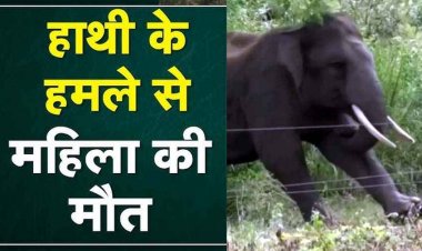 घर के आंगन में सो रहे दंपती पर हाथी ने किया हमला, 60 वर्षीय महिला की मौत, पति ने खाट के नीचे छिपकर बचाई जान, मचा हड़कंप