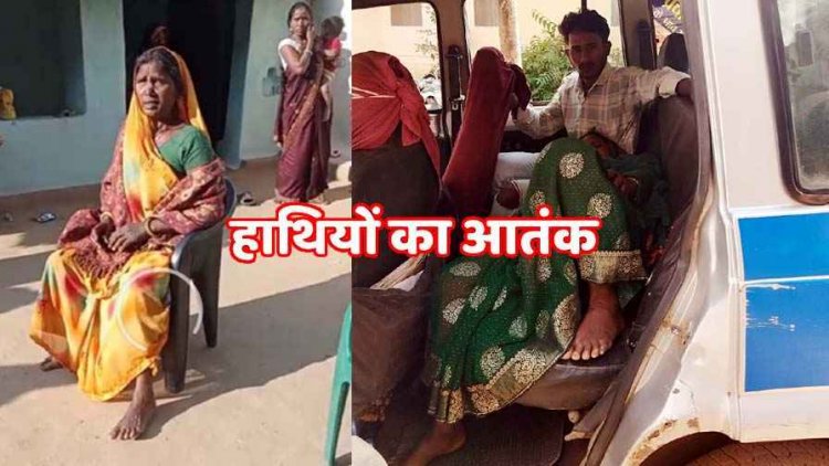 गजराज का आतंक, फिर घुसा 4 हाथियों का झुंड, लकड़ी लेने गई महिला पर हमला, गांव में दहशत का माहौल, कई खेतों की फसल बर्बाद, स्कूल में छुट्टी