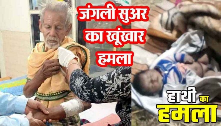 जंगली सुअर के हमले में ग्रामीण घायल, वन विभाग सतर्क, इधर हाथी के हमले में 40 दिन के नवजात की मौत, ग्रामीणों में गहरा आक्रोश