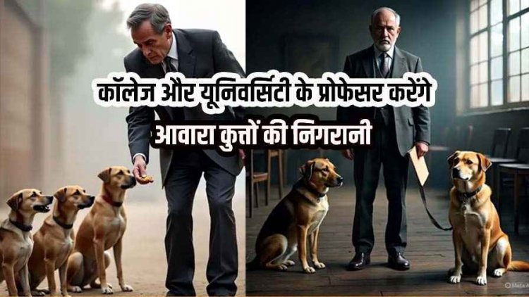 छत्तीसगढ़ में स्कूल शिक्षकों के बाद अब कॉलेजों और विश्वविद्यालय में भी आवारा कुत्तों की निगरानी करेंगे प्रोफेसर, आदेश जारी