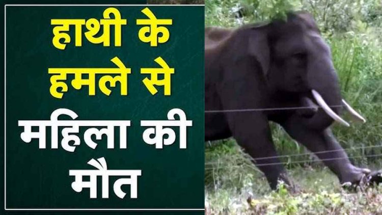 घर के आंगन में सो रहे दंपती पर हाथी ने किया हमला, 60 वर्षीय महिला की मौत, पति ने खाट के नीचे छिपकर बचाई जान, मचा हड़कंप