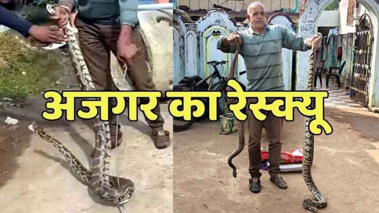 धमतरी वाटर प्लांट में अजगर का रेस्क्यू, मच गई चीख पुकार, फिल्टर चेंबर में घुसने से पहले स्नेक कैचर ने बचाया, घर से रसेल वाइपर को भी पकड़ा