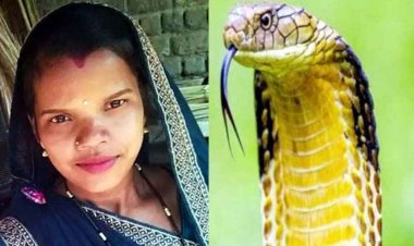 कोबरा सांप के डसने से नवविवाहिता गर्भवती महिला की मौत, गर्भस्थ शिशु की भी गई जान, खुशी आने से पहले परिवार में पसरा मातम