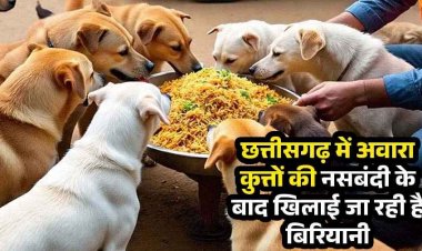 आवारा कुत्तों के लिए बिरयानी की दावत पर राजनीति गरम, कांग्रेस ने पूछा चिकन या मटन, मेयर बोले- विपक्ष को विकास हजम नहीं हो रहा