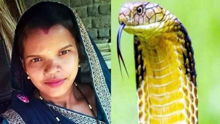 कोबरा सांप के डसने से नवविवाहिता गर्भवती महिला की मौत, गर्भस्थ शिशु की भी गई जान, खुशी आने से पहले परिवार में पसरा मातम