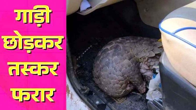 अवैध पैंगोलिन तस्करी का भंडाफोड़: पुलिस को देख स्कॉर्पियो छोड़ फरार हुए तस्कर, वन्यजीव को कब्जे में लेकर कार्रवाई में जुटा वन अमला