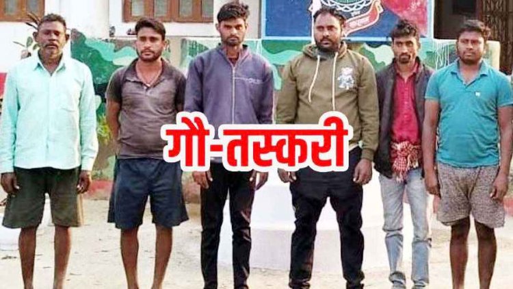 धमतरी में अवैध गौ-तस्करी के बड़े रैकेट का खुलासा, 6 गौ-तस्कर गिरफ्तार, ओडिशा ले जा रहे 10 गाय, 4 बछड़ा और 2 बछिया बरामद