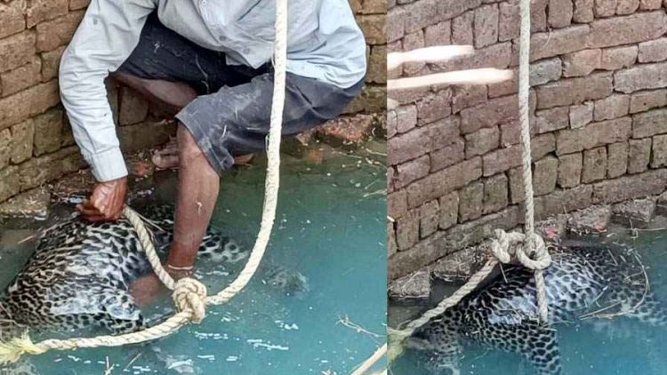 खेत के कुएं में गिरने से तेंदुए की मौत, गांव में मचा हड़कंप, वन विभाग द्वारा बढ़ाई गई निगरानी, ग्रामीणों को दी सतर्क रहने की सलाह