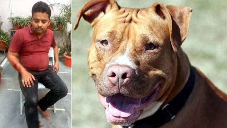 पिटबुल डॉग ने फिर एक युवक पर किया हमला, बुरी तरह से नोचा, 15 दिन में इसी कुत्ते ने 3 लोगों को काटा, मालिक के खिलाफ कार्रवाई की मांग