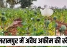 दुर्ग के बाद बलरामपुर में 5 एकड़ खेत में मिली अफीम की फसल, लीज पर जमीन लेकर बाहरी व्यक्ति कर रहा था खेती, ग्रामीणों के सूचना पर पुलिस का छापा