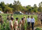 छत्तीसगढ़ में अफीम की खेती का फैल रहा जाल, दुर्ग और बलरामपुर के बाद अब रायगढ़ में तरबूज और ककड़ी के बीच लगाई गई नशे की फसल