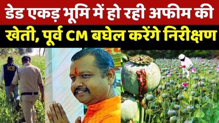 दुर्ग में मक्के की आड़ में 'अफीम' की खेती का पर्दाफाश, भाजपा नेता विनायक ताम्रकर सस्पेंड, भूपेश बोले- 100 एकड़ जमीन पर कब्जा