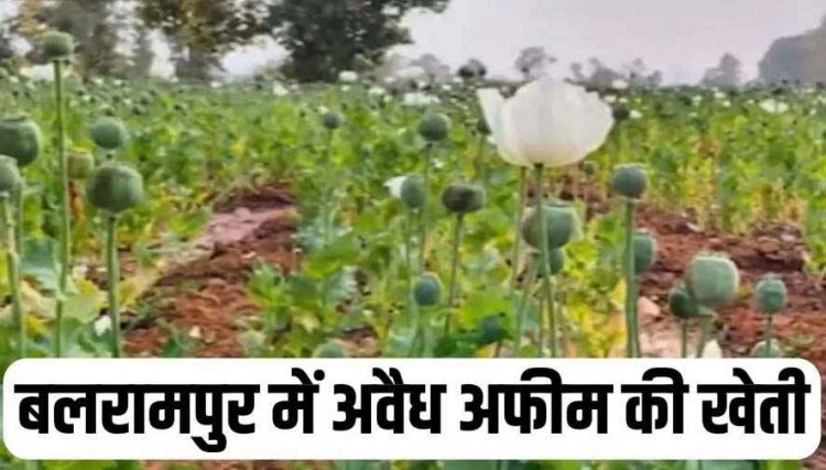 दुर्ग के बाद बलरामपुर में 5 एकड़ खेत में मिली अफीम की फसल, लीज पर जमीन लेकर बाहरी व्यक्ति कर रहा था खेती, ग्रामीणों के सूचना पर पुलिस का छापा