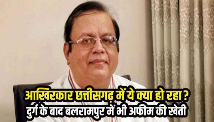 छत्तीसगढ़ में अवैध नशे का कारोबार, दुर्ग के बाद बलरामपुर में भी अफीम खेती का खुलासा, भाजपा सरकार पर संरक्षण के आरोप -अमितेश शुक्ल