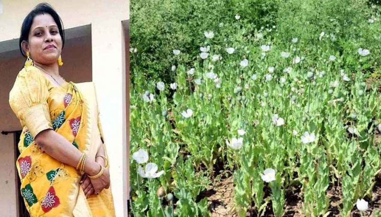 सरकारी योजना का भी लाभ लिया अफीम उगाने वाला किसान, ग्रामीण कृषि विस्तार अधिकारी एकता साहू सस्पेंड, 3 अधिकारियों को कारण बताओ नोटिस