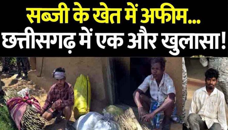 2 डिसमिल में लहलहा रही अफीम खेती का एक और खुलासा, भूपेश बघेल के बयान के बाद सियासत गरम, जांच की मांग तेज, 17 दिनों में पांचवा मामला