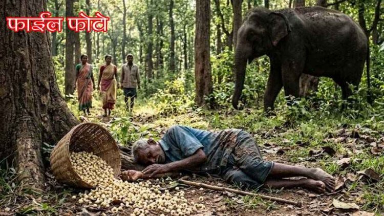 महुआ बीनने गए बुजुर्ग को हाथी ने कुचला, गजराज के हमले से दर्दनाक ग्रामीण की मौके पर ही मौत, ग्रामीणों में दहशत का माहौल, वन विभाग ने जारी किया एलर्ट