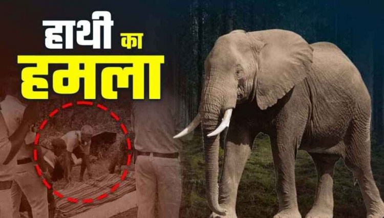 महुआ बिनने गए दंपति पर गजराज का हमला, हाथी ने पत्नी के सामने पति को उठाकर पटका, इलाके में दहशत, मौत के बाद ग्रामीणों में भारी आक्रोश