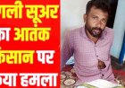 धमतरी में फसल कटाई के दौरान किसान पर जंगली सुअर ने किया हमला, घायल, इलाके में दहशत का माहौल, अस्पताल में भर्ती, मुआवजा की मांग