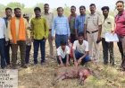 फिंगेश्वर क्षेत्र में 6 पालतू कुत्तों के साथ जंगली सुअर का शिकार, वन विभाग ने मारा छापा, एक नाबालिग समेत तीन शिकारी गिरफ्तार, चार फरार, पिकअप जब्त
