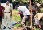 घर की बाड़ी में छिपाकर अवैध गांजा खेती का खुलासा, पुलिस ने आरोपी विजय को गिरफ्तार कर भेजा सलाखों के पीछे, 1.82 लाख का मादक पदार्थ बरामद