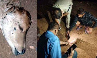 नहर किनारे गाय के बछड़े का मिला कटा हुआ सिर, इलाके में फैली सनसनी, नाराज ग्रामीणों में भारी आक्रोश का माहौल, उचित कार्यवाही करने की मांग