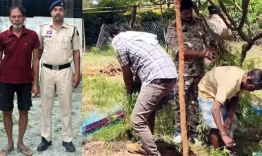 घर की बाड़ी में छिपाकर अवैध गांजा खेती का खुलासा, पुलिस ने आरोपी विजय को गिरफ्तार कर भेजा सलाखों के पीछे, 1.82 लाख का मादक पदार्थ बरामद